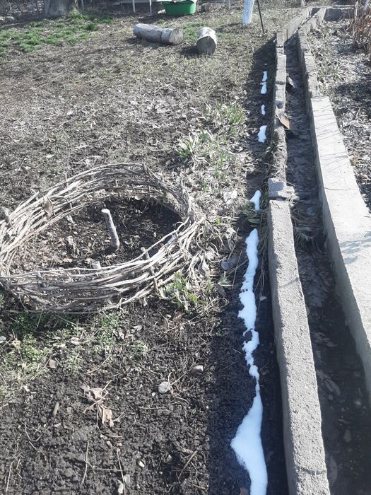 Смородина куст продам