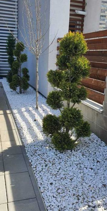 Plante Decorative cu Aspect Natural pentru Curți