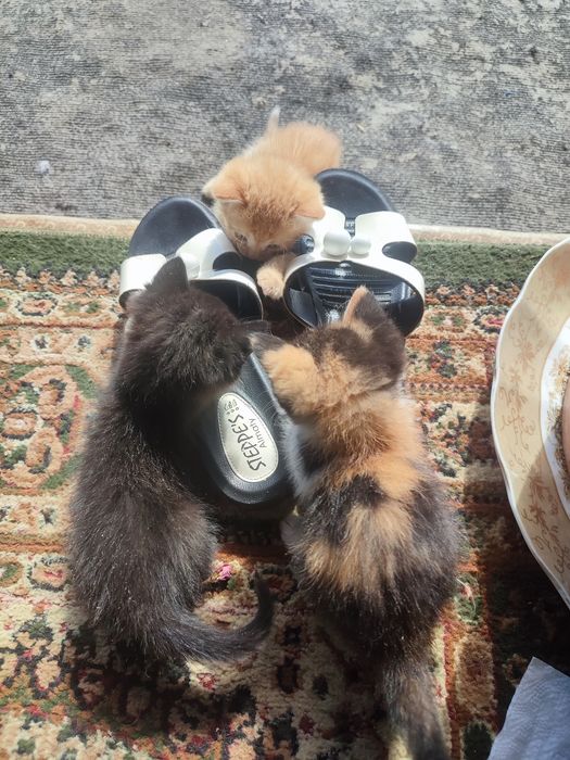 Отдам котят в хорошие руки