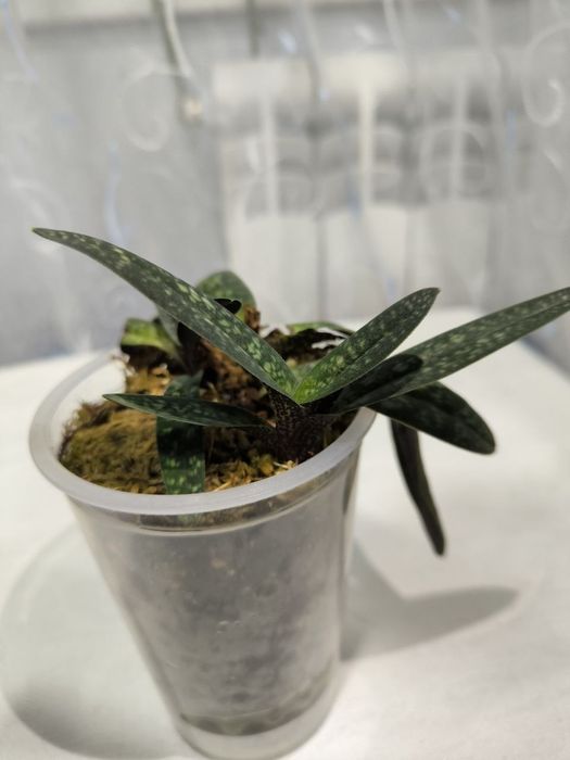 Орхидея пафиопедилум 
(PAPHIOPEDILUM ARMENIACUM)