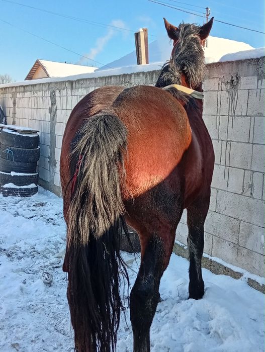 Vand Armasar 2 ani jumate