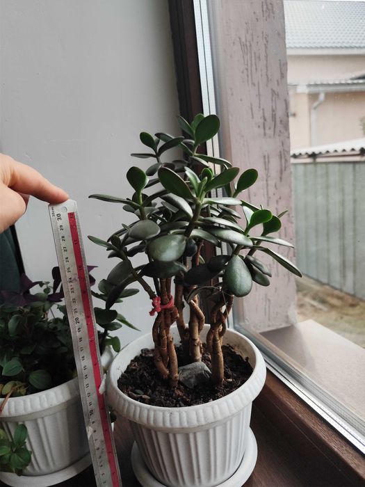 Есть разные цветы от 2000