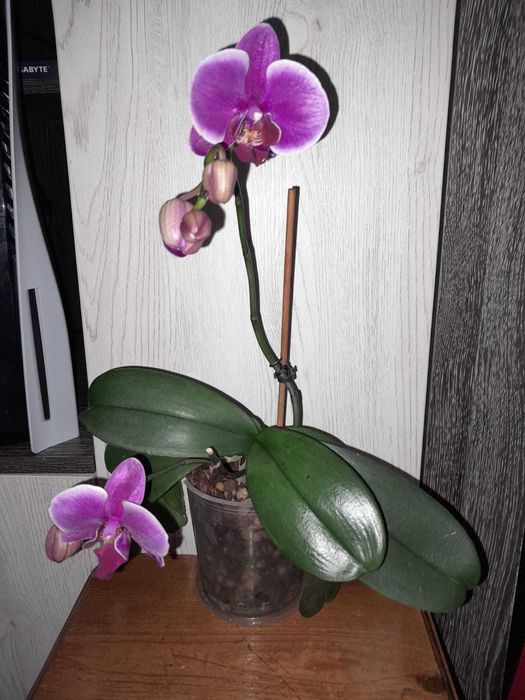 Орхидеи фаленопсис