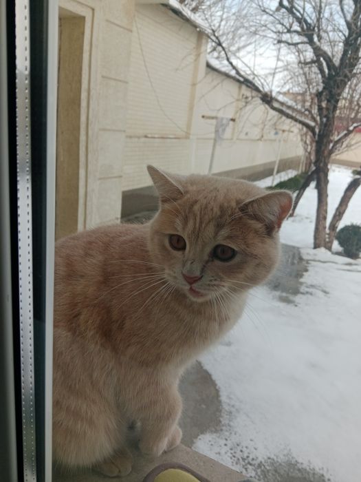 Mushuk sotiladi uy mushugi