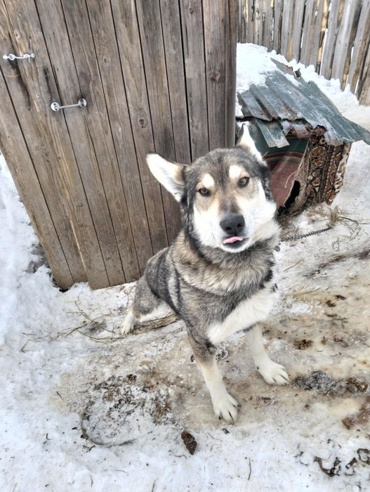 В поисках хозяина