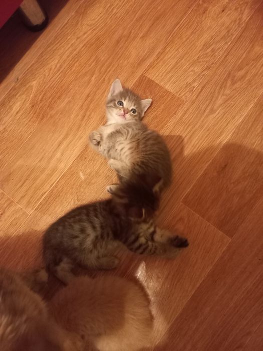 Отдам котят в добрые руки