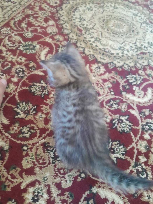 Отдам даром котёнка