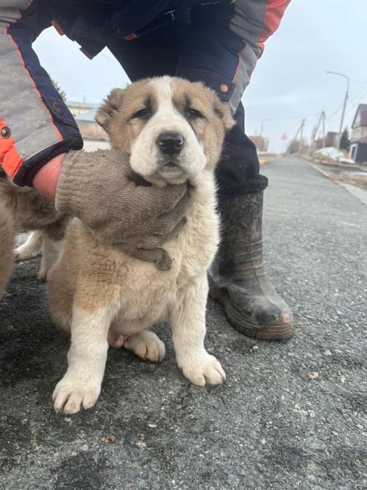 Чистокровные Щенки Алабая (САО)