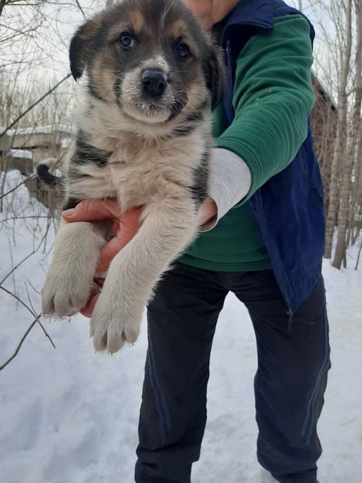 Отдам в добрые руки