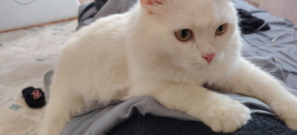 Отдам бесплатно кот