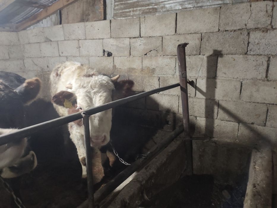 Сементал бұқалар 11 айлық