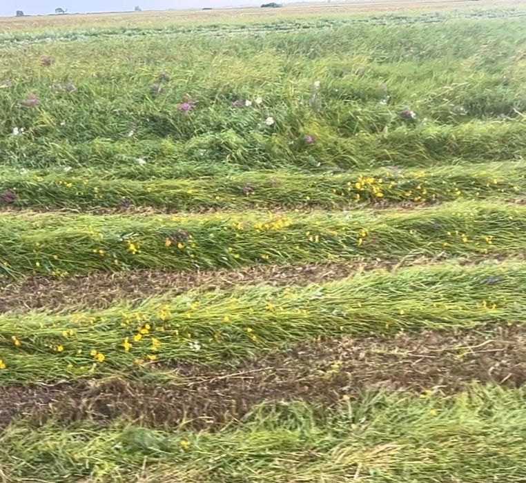 Сено тюковое качественное