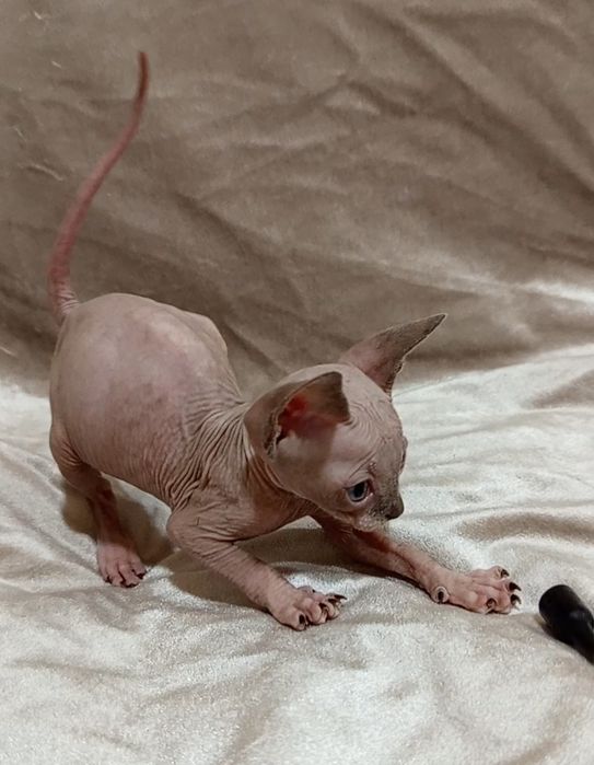 Канадский сфинкс  девочка 1 мес и 3 недели