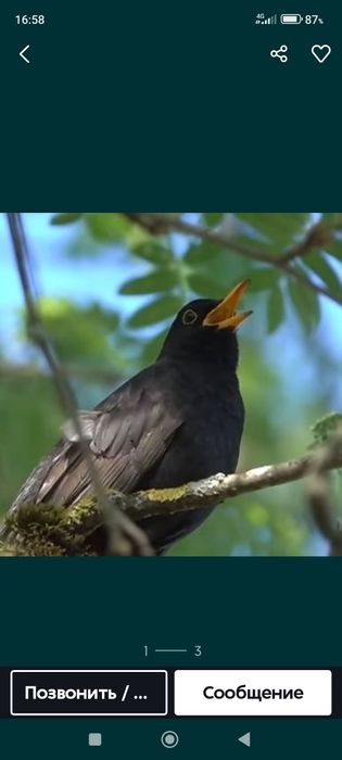 Черный дрозд кора шакшак