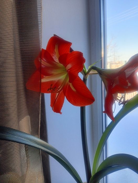 Красный амариллис