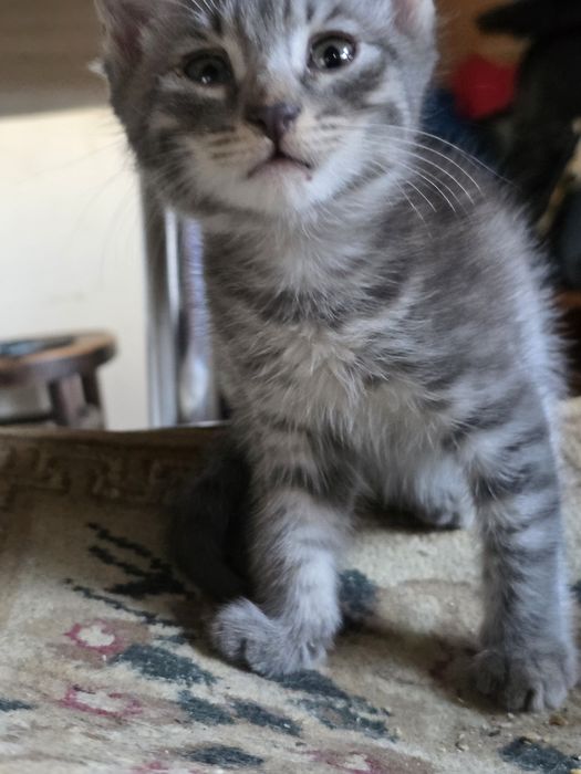 Котята, серый 1 мальчик