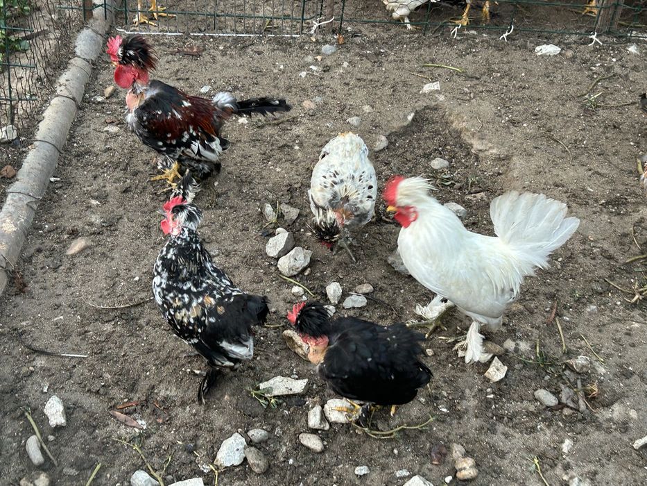 Cocosei gainusi bulgaresti bregova