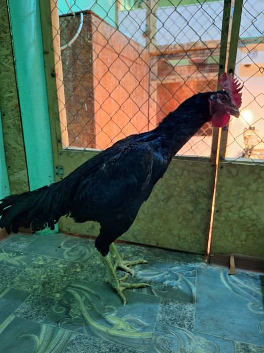 Продаже бойцовые  пара