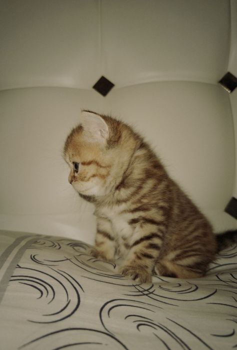 Продлиться котята бретанци