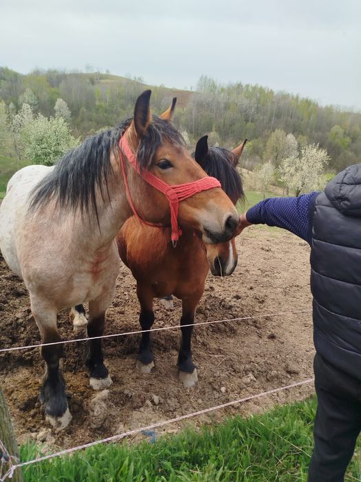 Iapa si manz de vanzare