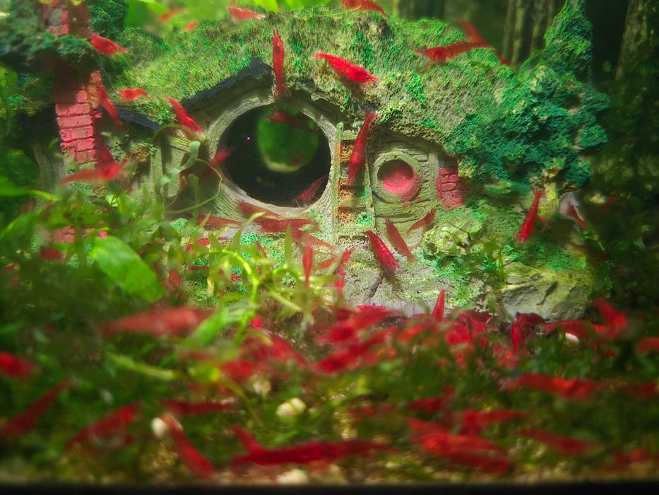 Скариди блъди мери