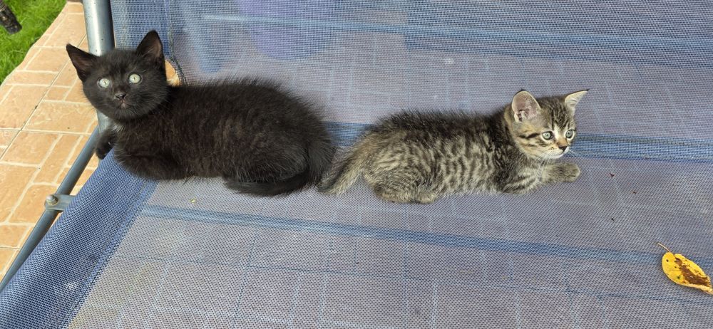 Adopție doi pisoiasi