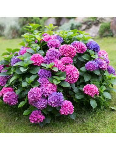 Vand hortensii la ghiveci  diferite culori