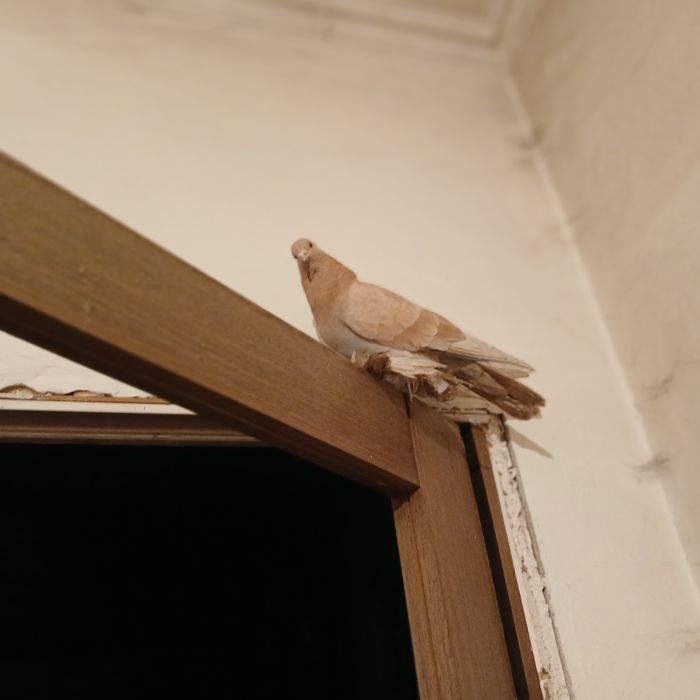 Продам голубя парода.