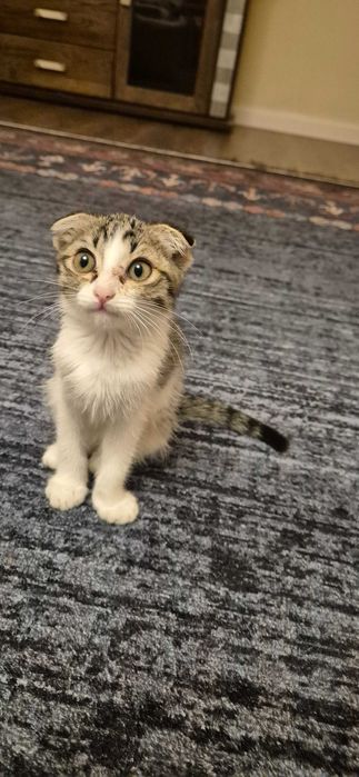 Вислоухая кошечка
