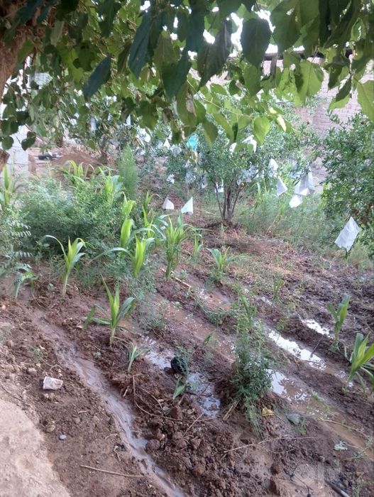 Uy yer sotaman Surxondaryo viloyati Sherobod tumani yoshlik maxalasi