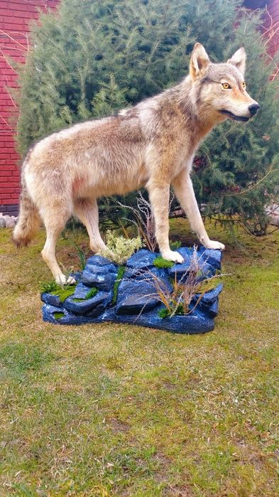 Продам имитацию волка муляж