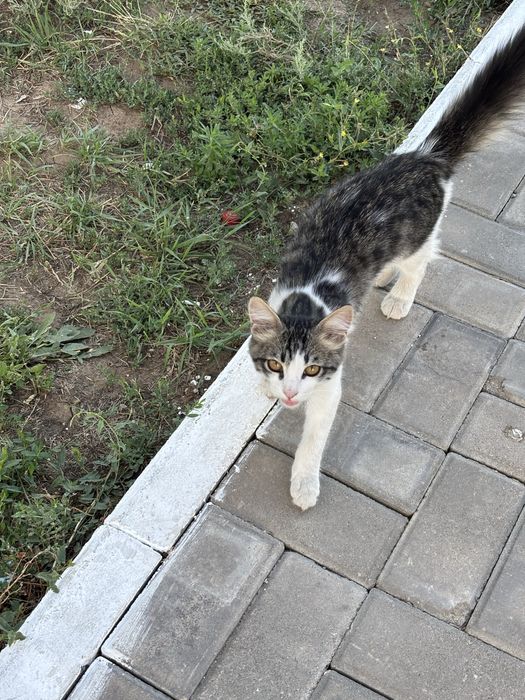 Ищем дои коту (кострат)