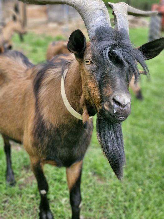 Vând țap alpin francez