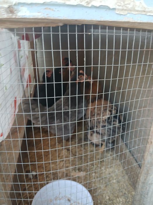 Tovula sotlad 120000 dan