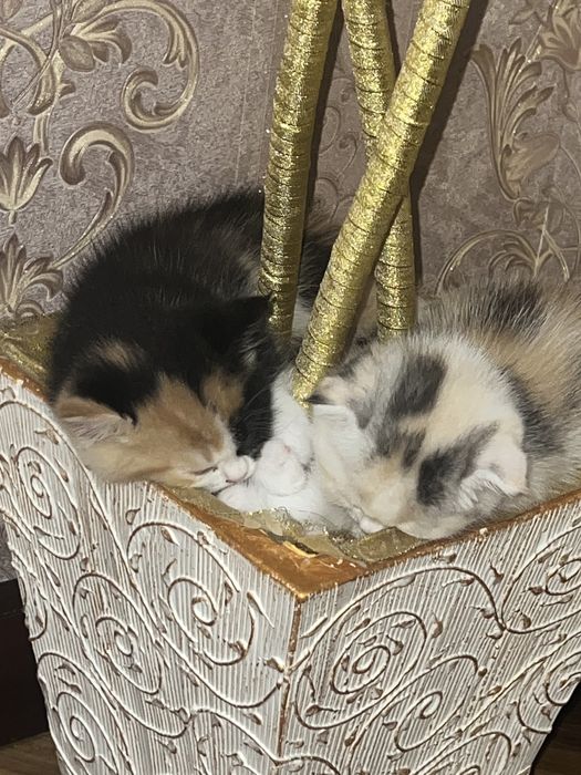 Котята 1.5месятц   здоровые и породыстые
