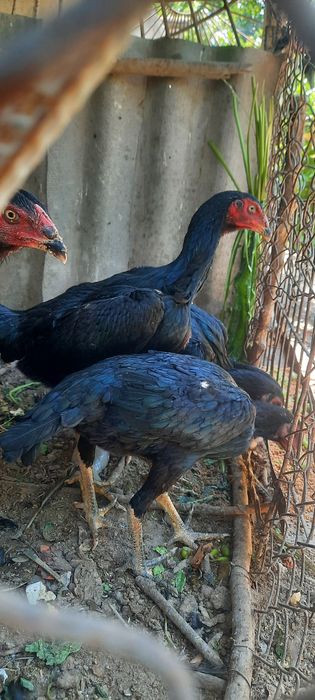 Кони тоза кора макйонлар