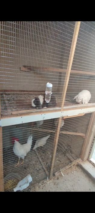 Quyon  para sotiladi erkak va urg‘ochi