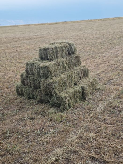 Продам сено житняк в тюках