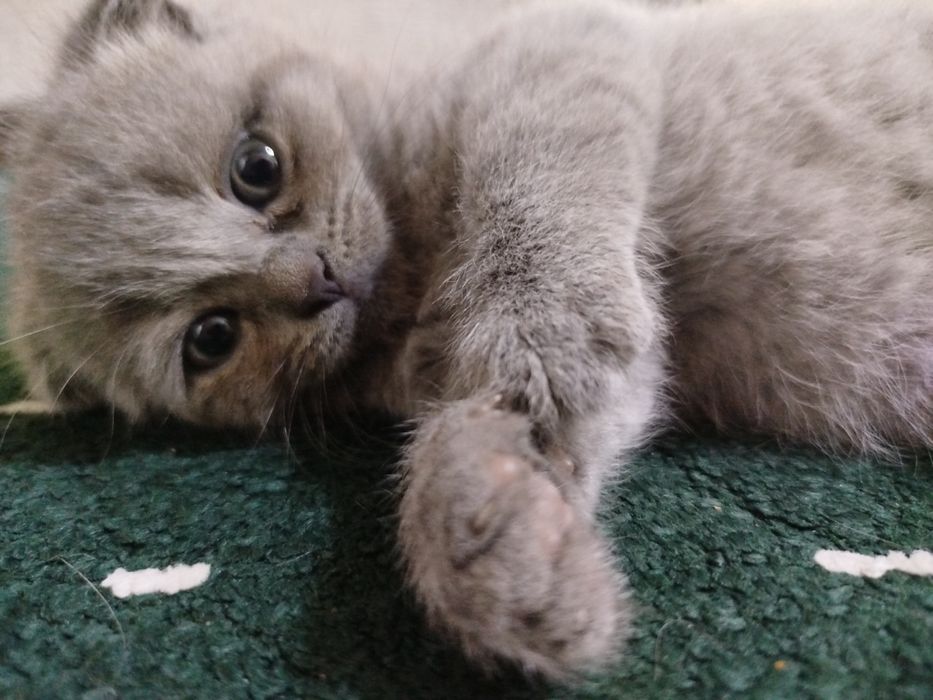 Zoti.   Skottish fold