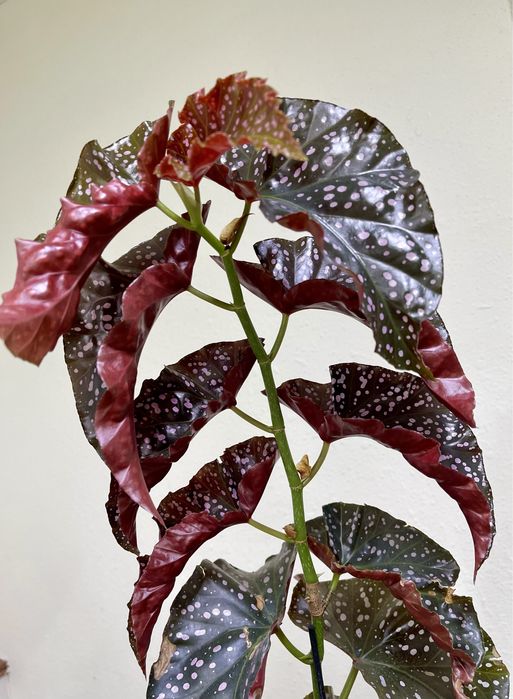 Бегония краклин роуз