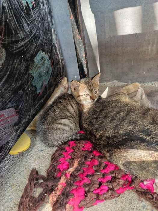 Отдам даром Котят и маму