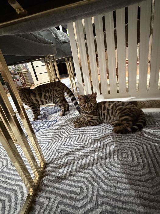 Срочно продается Бенгалский мушукчалар 100% тоза