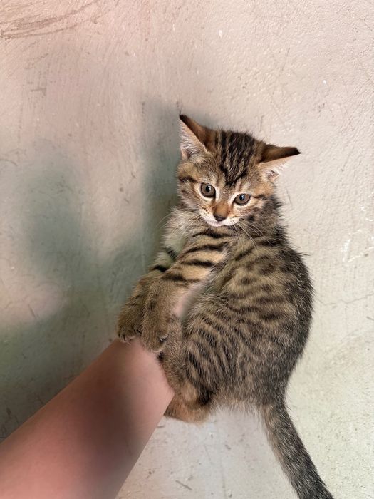 Котята Шымкент в добрые руки