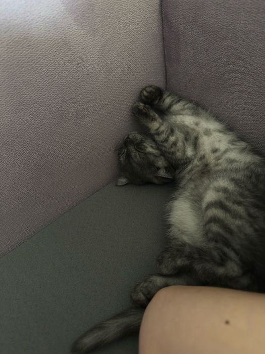 Продам котенка вислоухая девочка