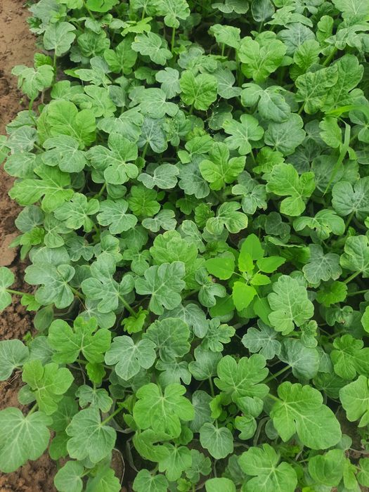 Тарвуз кучатлар сотилади