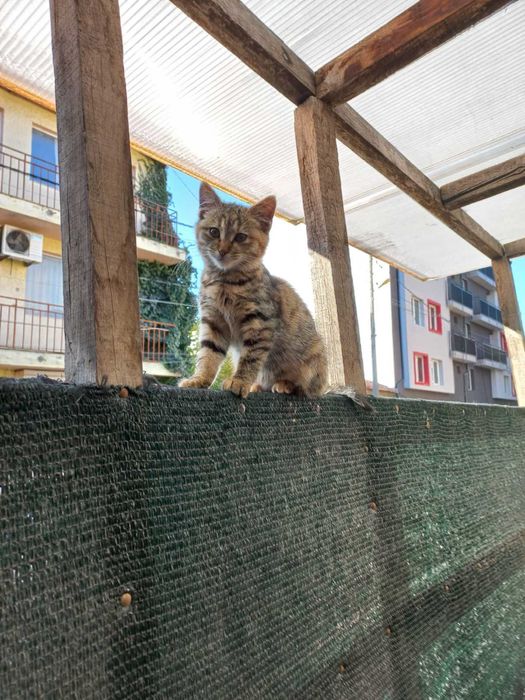 Подарява се женско коте на 2 месеца