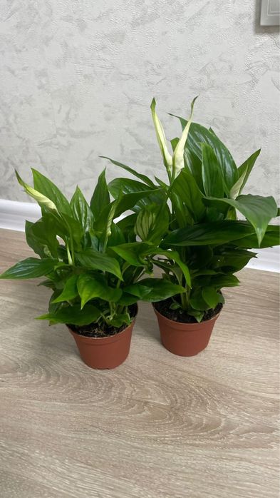 Комнатные оастения