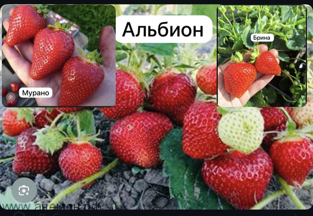 Продам саженцы клубники