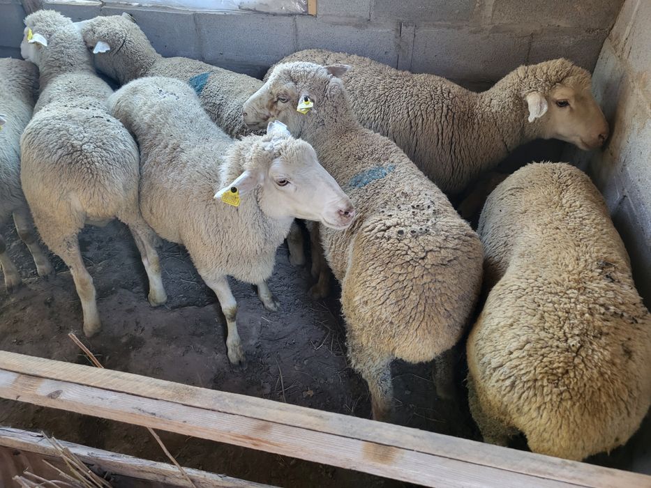 Бараны овцы в продаже