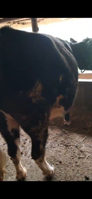 Буаз кашар сатылады